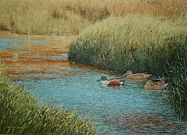 Summer breeze - Northern Shovelers by William Berge